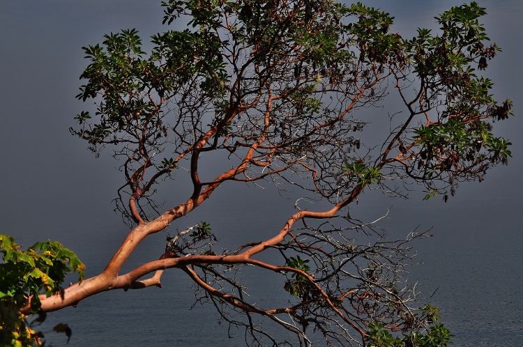 madrone in fog
